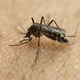 Aedes aegypti mosquito. (Image: Associated Press)